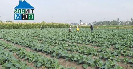 Hình ảnh Vĩnh Hòa, Hải Phòng