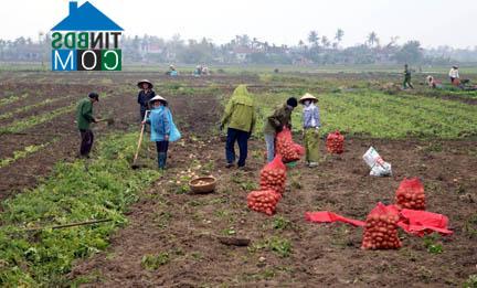 Hình ảnh Tiên Lãng, Hải Phòng