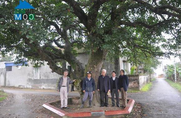 Hình ảnh Tiên Minh, Hải Phòng