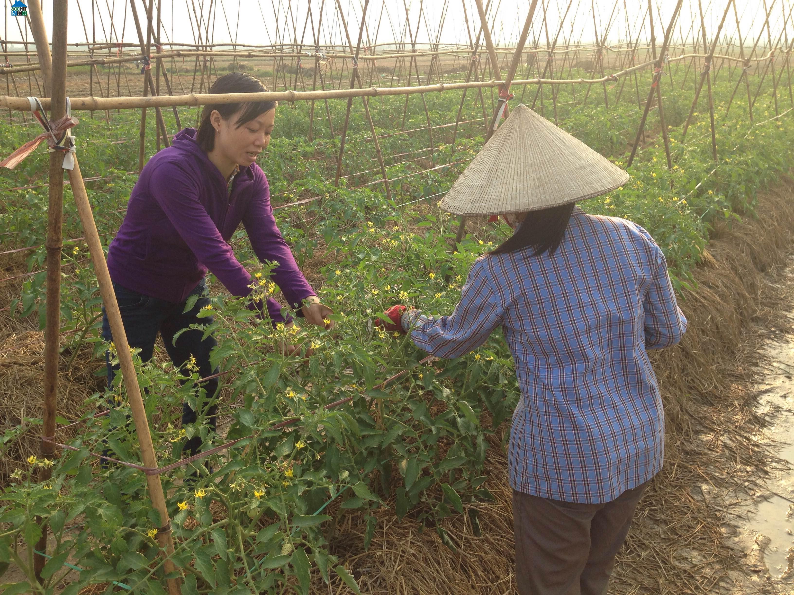 Hình ảnh Kẻ Sặt, Hải Phòng