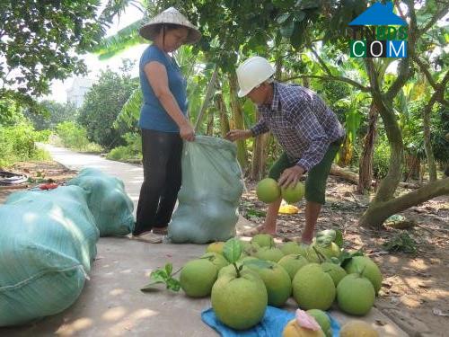 Hình ảnh Hà Đông, Hải Phòng