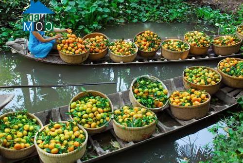 Hình ảnh Định Hòa, An Giang