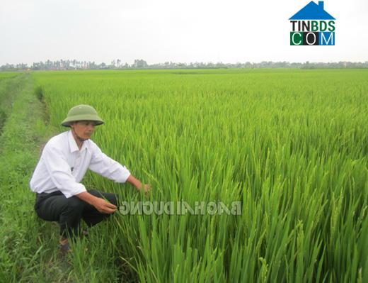 Hình ảnh Tân An, Hải Phòng