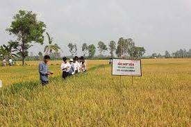 Hình ảnh Châu Phú, An Giang