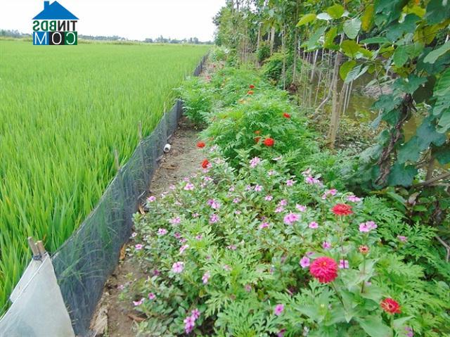 Hình ảnh Phú An, An Giang