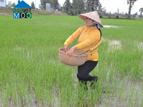 Hình ảnh Giang Thành, An Giang