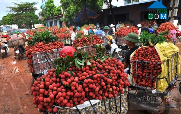 Hình ảnh Lục Ngạn, Bắc Ninh