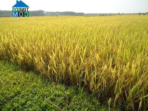 Hình ảnh Tân Tiến, Bắc Ninh