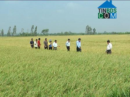 Hình ảnh Châu Thới, Cà Mau