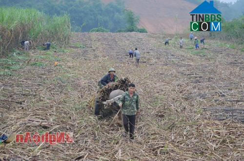 Hình ảnh Thành Bình Thọ, Nghệ An