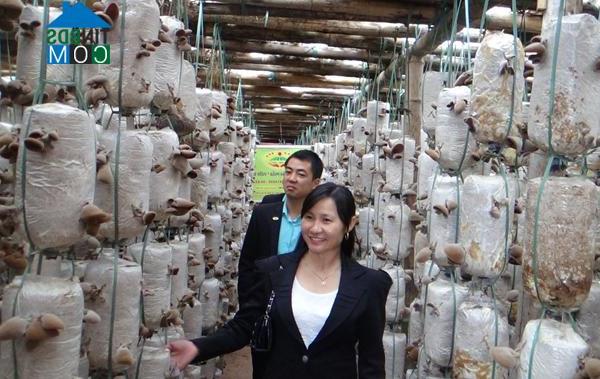 Hình ảnh Duy Tiên, Ninh Bình