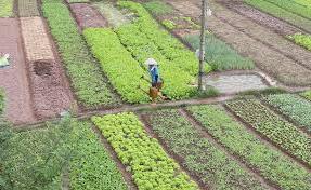 Hình ảnh Phù Vân, Ninh Bình