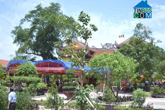 Hình ảnh Ninh Cường, Ninh Bình