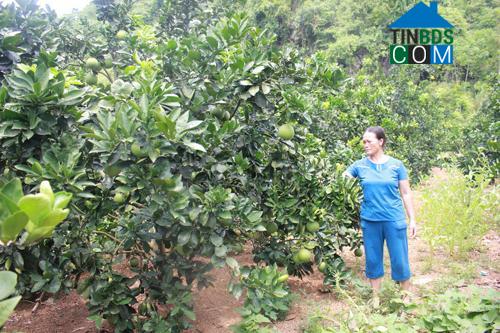 Hình ảnh Yên Trị, Phú Thọ