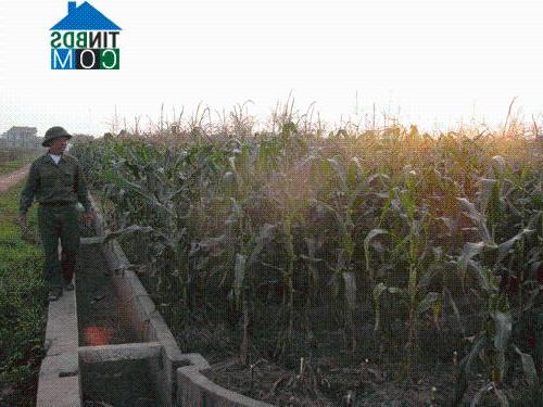 Hình ảnh Bản Nguyên, Phú Thọ