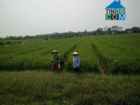 Hình ảnh Thanh Bình, Ninh Bình