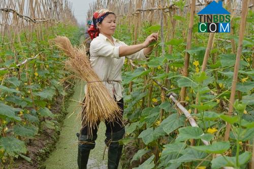 Hình ảnh Trần Thương, Ninh Bình