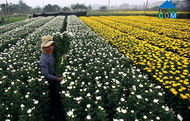 Hình ảnh Vị Khê, Ninh Bình