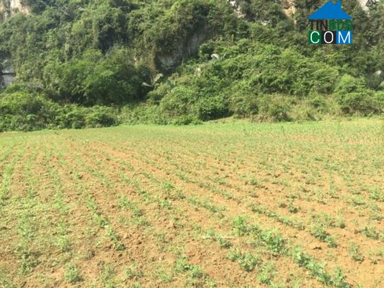 Hình ảnh Hợp Kim, Phú Thọ