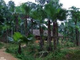 Hình ảnh Chí Tiên, Phú Thọ