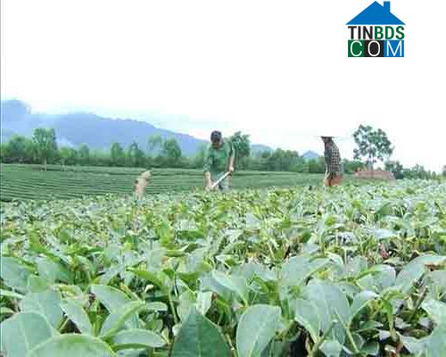 Hình ảnh Cự Đồng, Phú Thọ