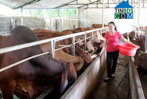 Hình ảnh Dũng Tiến, Phú Thọ