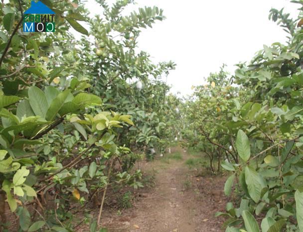 Hình ảnh Hải Lựu, Phú Thọ