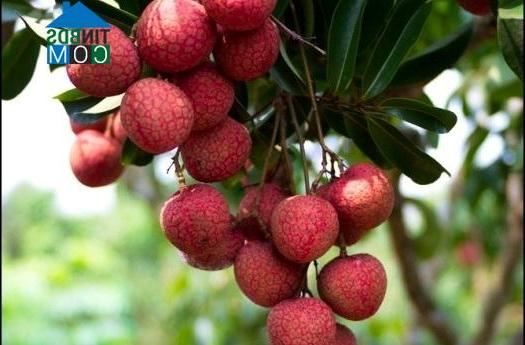 Hình ảnh Phong Châu, Phú Thọ