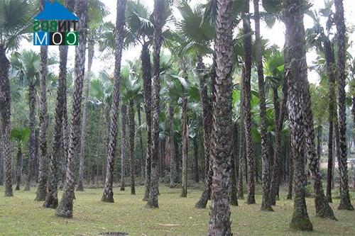 Hình ảnh Phú Khê, Phú Thọ