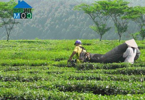 Hình ảnh Minh Hòa, Phú Thọ