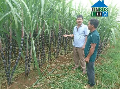 Hình ảnh Mường Thàng, Phú Thọ