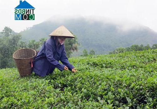 Hình ảnh Sơn Lương, Phú Thọ