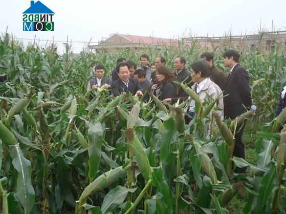 Hình ảnh Tam Dương, Phú Thọ