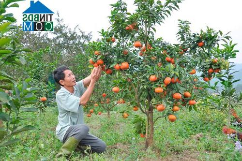 Hình ảnh Yên Lập, Phú Thọ