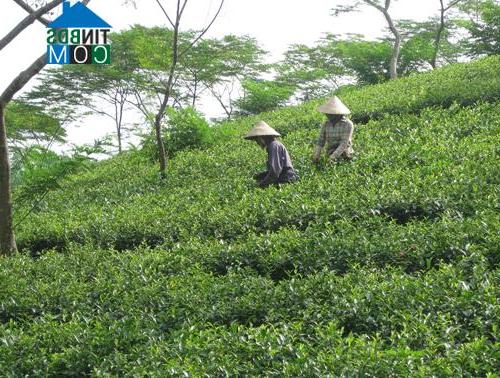 Hình ảnh Trạm Thản, Phú Thọ