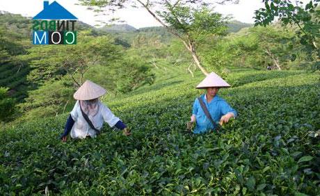 Hình ảnh Yên Kỳ, Phú Thọ