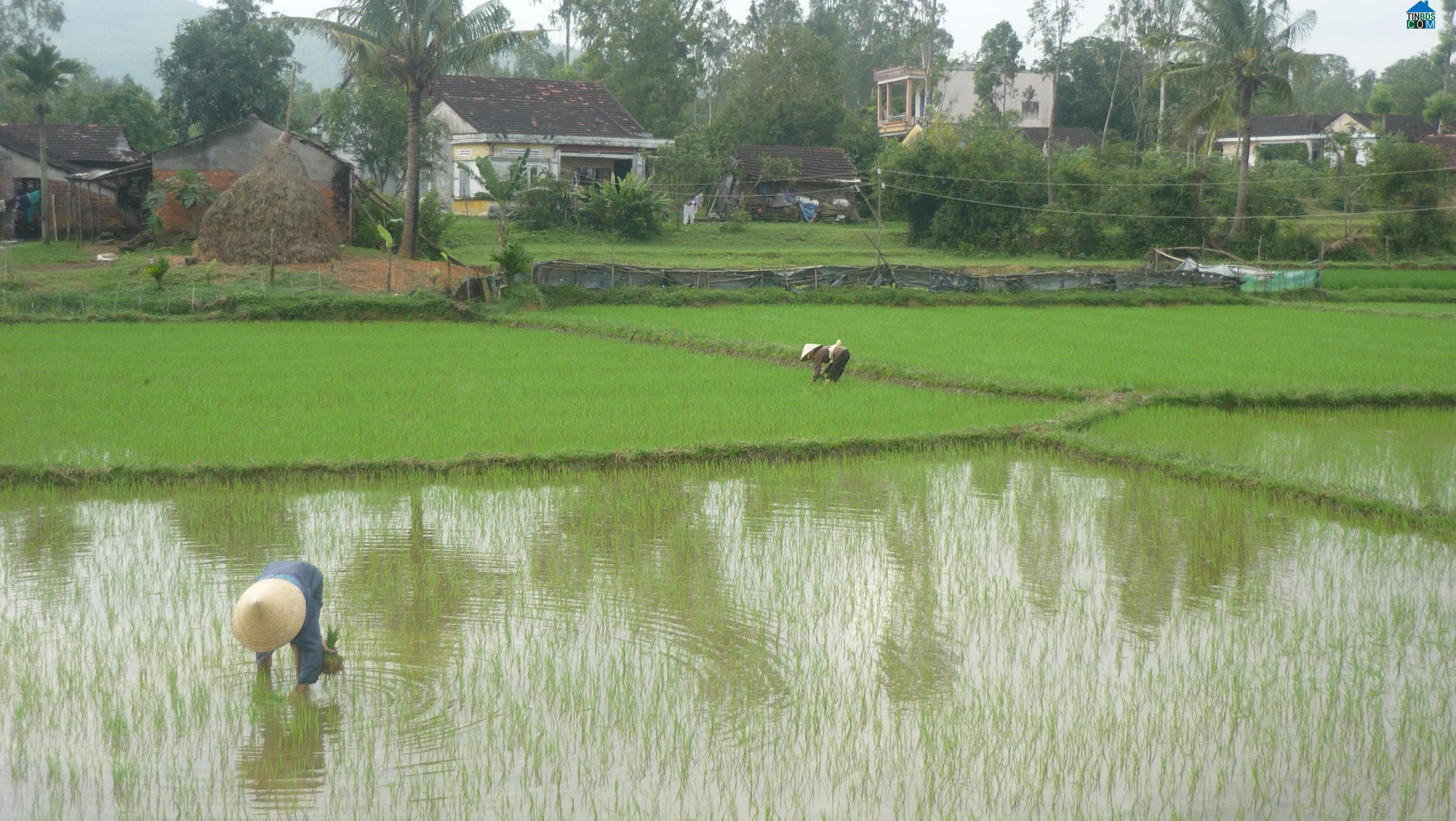 Hình ảnh Bình Minh, Quảng Ngãi