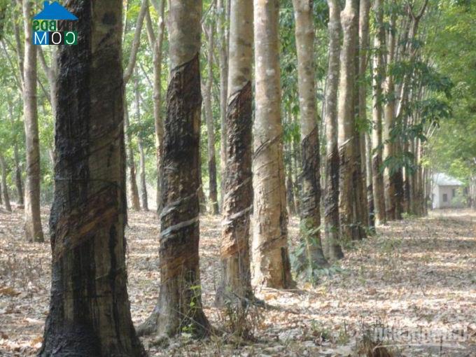 Hình ảnh Minh Đức, Đồng Nai