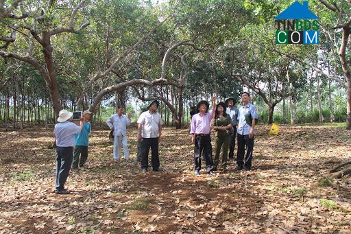 Hình ảnh Bình Tân, Đồng Nai