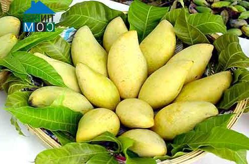 Hình ảnh Mỹ Thọ, Đồng Tháp