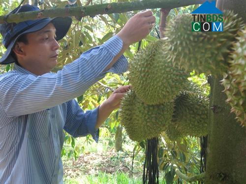 Hình ảnh Ngũ Hiệp, Đồng Tháp