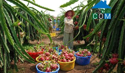 Hình ảnh Tân Thuận Bình, Đồng Tháp