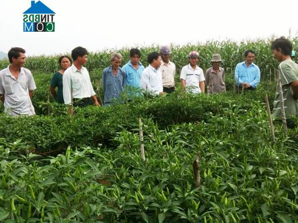 Hình ảnh Vĩnh Quang, Gia Lai