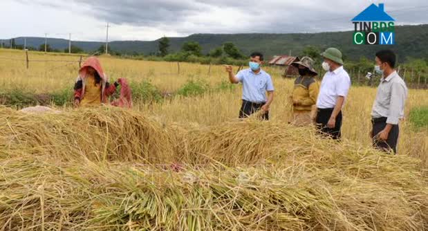 Hình ảnh Ayun, Gia Lai