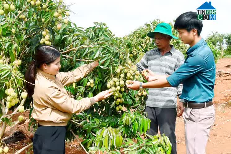 Hình ảnh Bàu Cạn, Gia Lai