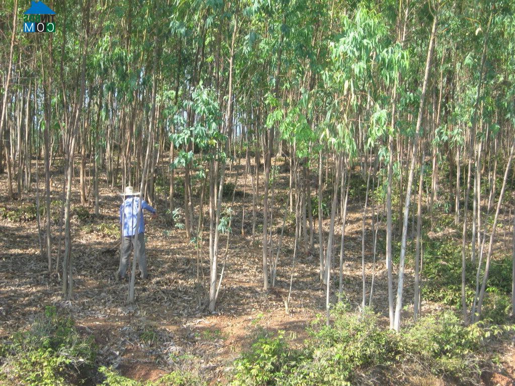 Hình ảnh Bình Khê, Gia Lai