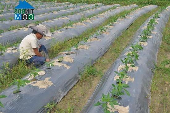 Hình ảnh Canh Vinh, Gia Lai