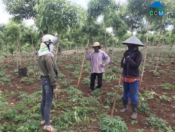 Hình ảnh Lơ Pang, Gia Lai