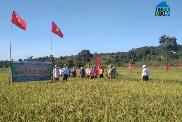 Hình ảnh Ia Pia, Gia Lai