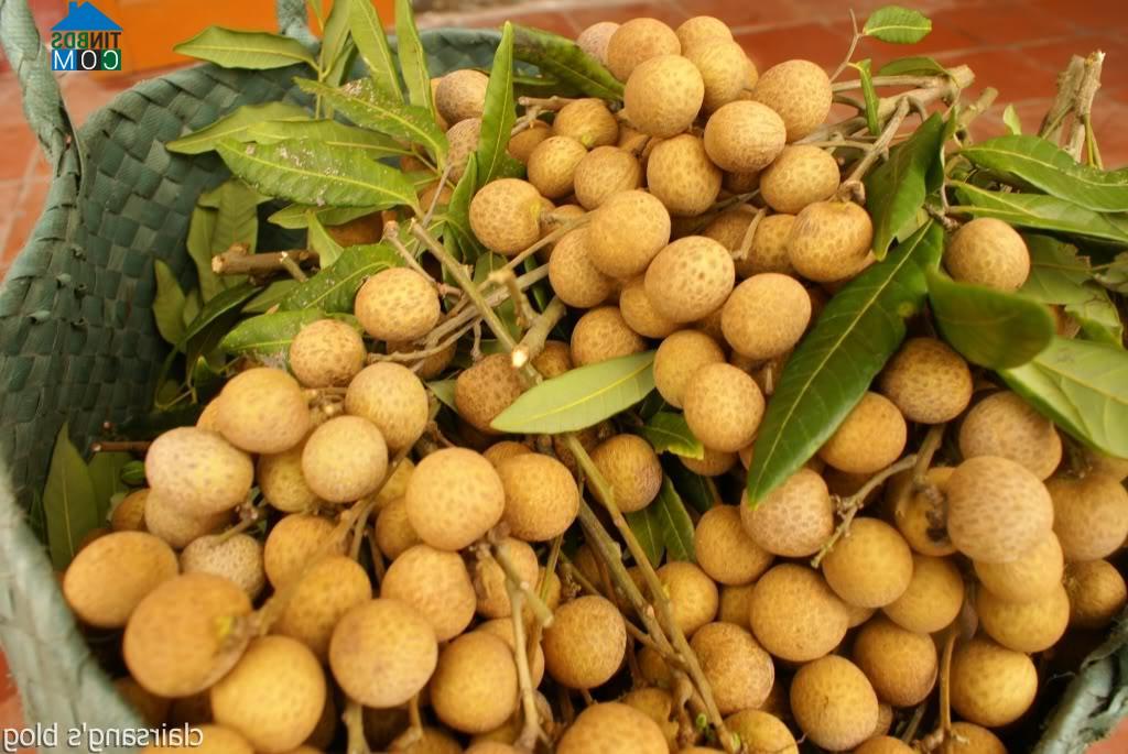 Hình ảnh Yên Mỹ, Hưng Yên